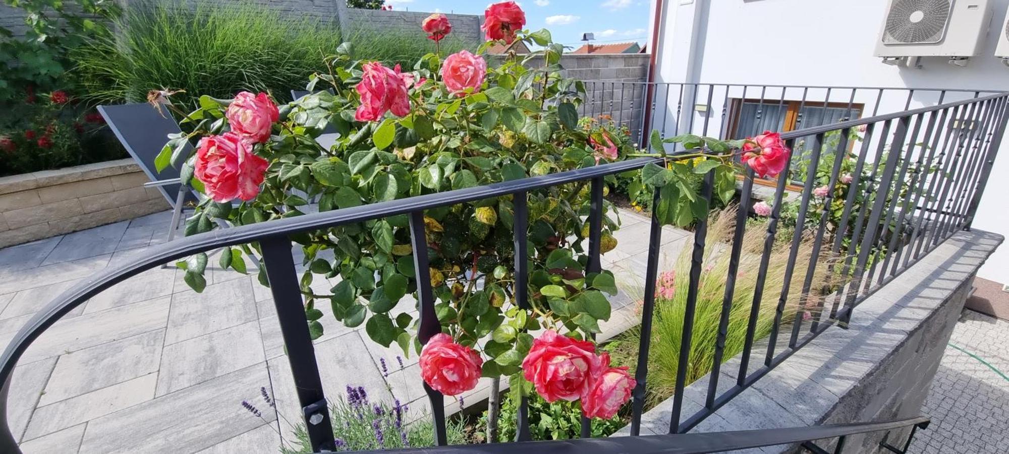 Penzion U Bustiku Sardice Bagian luar foto